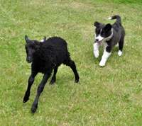 Bella Border Collie træner til fårehund med sort lam